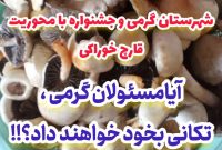 جای خالی جشنواره پخت غذا باقارچ