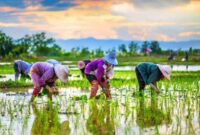 انتقاد از ممنوعیت کِشت برنج در مغان